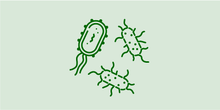 Ecoli Salmonella xl